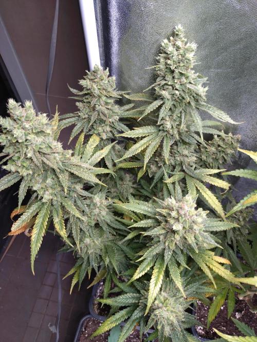 Auto #1 RF3 Mixpack Fastbuds. Week 13