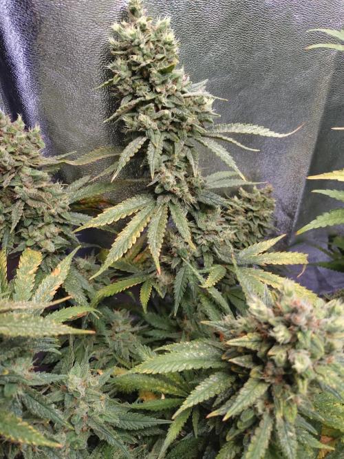 Auto #1 RF3 Mixpack Fastbuds. Week 13