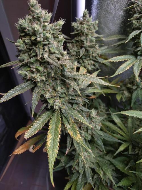 Auto #1 RF3 Mixpack Fastbuds. Week 13