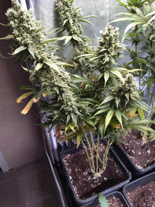 Auto #1 RF3 Mixpack Fastbuds. Week 13