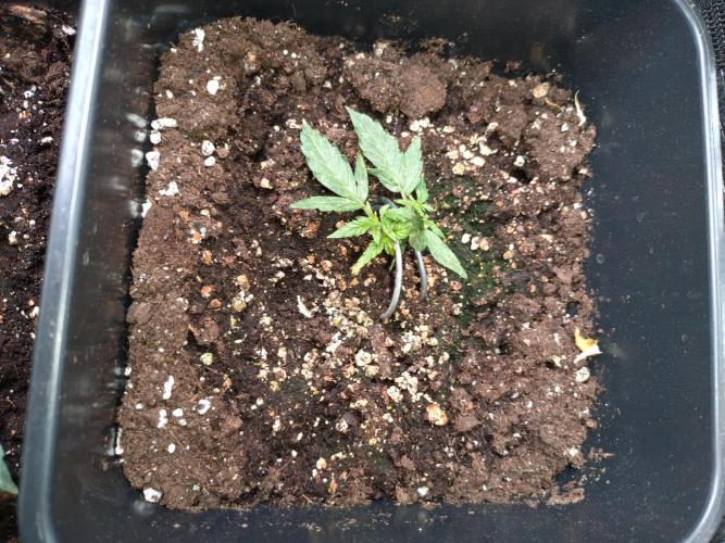 Wurlz F1 Automatic . Week 4