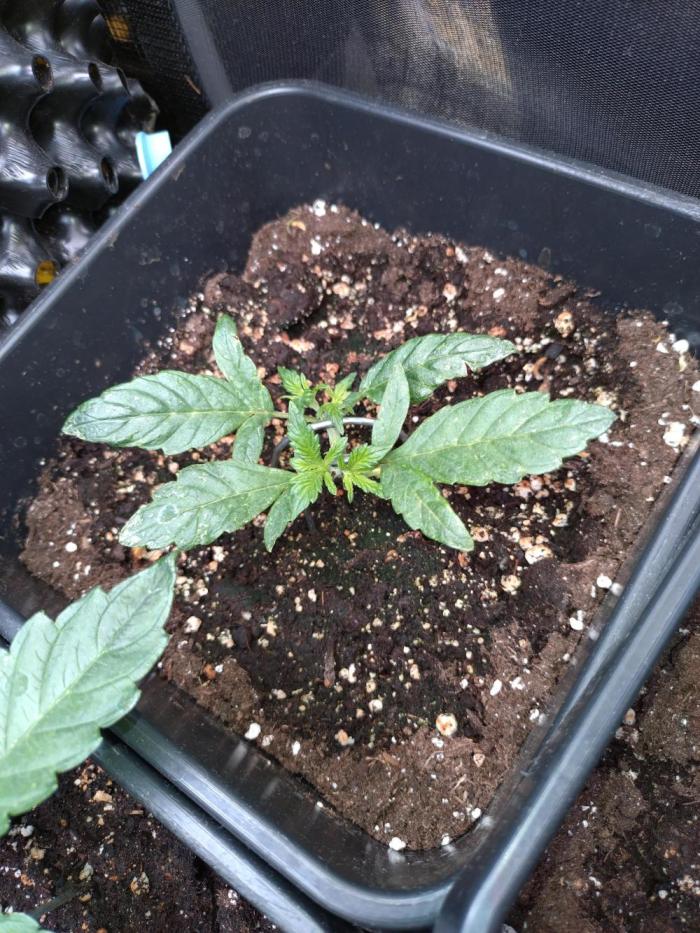 Strawberry Gorilla Auto RF3 Fastbuds. Week 4