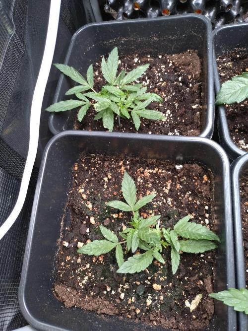 Epsilon F1 Royal Queen Seeds. Week 5