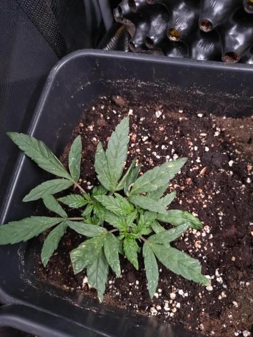Epsilon F1 Royal Queen Seeds. Week 5