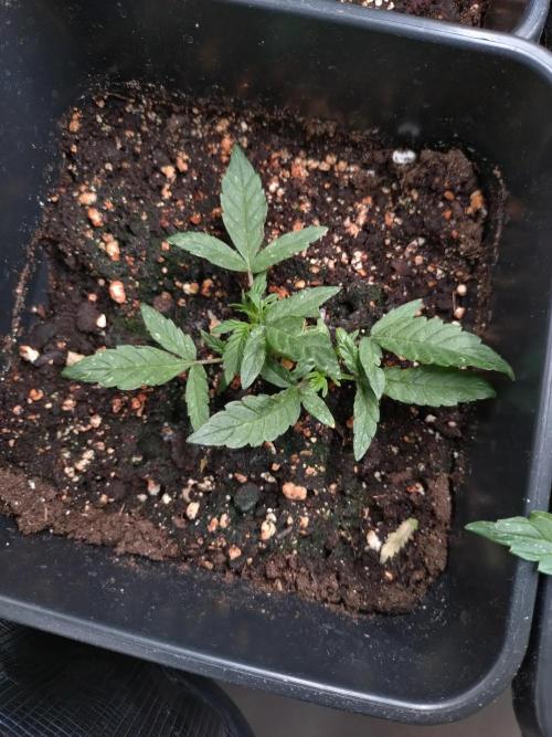 Epsilon F1 Royal Queen Seeds. Week 5