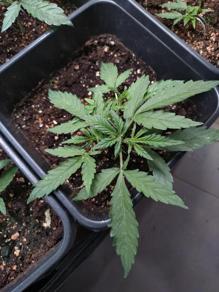 Chaos Cake Auto Anesia Seeds. Week 4