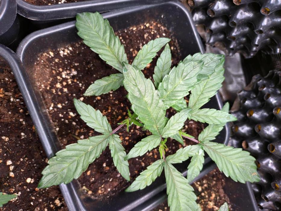 Big Bud Auto Fastbuds. Week 5