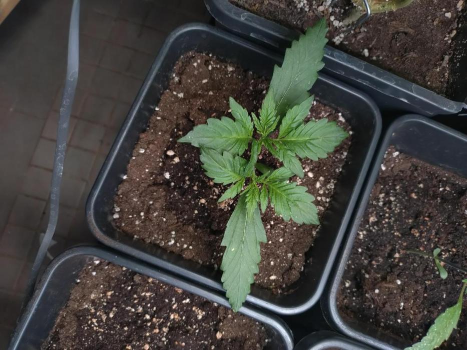 Outdoor Apricot Auto Fastbuds. Week 3