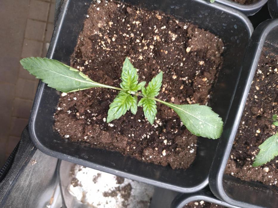 Outdoor Godfather OG Auto Zamnesia. Week 3