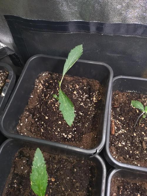 Green Gelato Automatic. Week 3