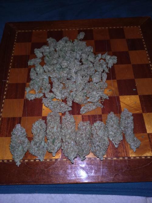 Auto #1 RF3 Mixpack Fastbuds. Week 12
