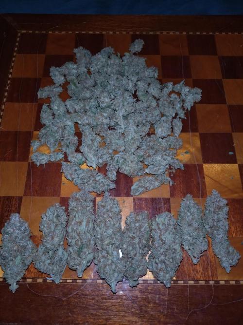 Auto #1 RF3 Mixpack Fastbuds. Week 12
