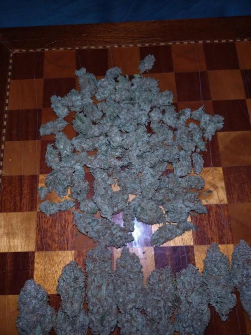 Auto #1 RF3 Mixpack Fastbuds. Week 12