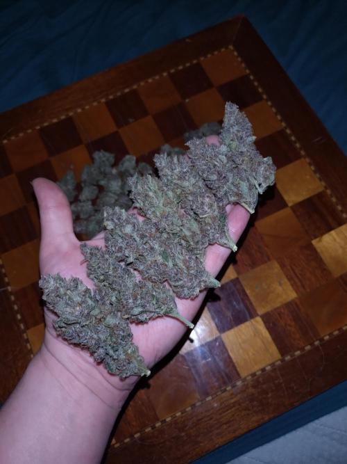 Auto #1 RF3 Mixpack Fastbuds. Week 12