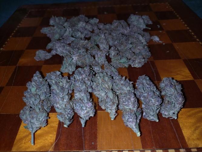 Auto #1 RF3 Mixpack Fastbuds. Week 12