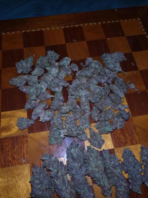 Auto #1 RF3 Mixpack Fastbuds. Week 12