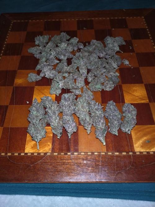 Auto #1 RF3 Mixpack Fastbuds. Week 12