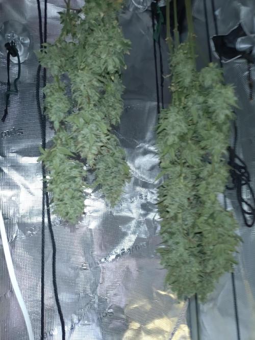 Auto #1 RF3 Mixpack Fastbuds. Week 12