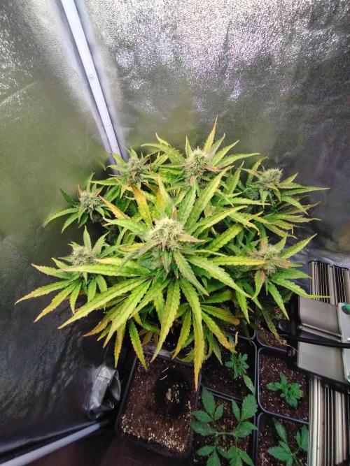 North Thunderfuck Auto RQS. Week 11