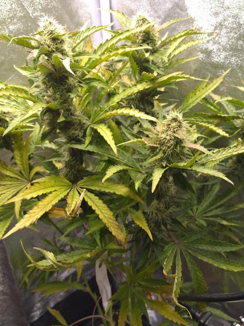 North Thunderfuck Auto RQS. Week 11