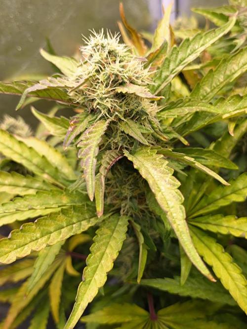 North Thunderfuck Auto RQS. Week 11