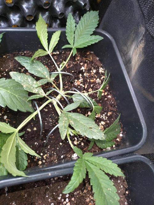 Strawberry Gorilla Auto RF3 Fastbuds. Week 5