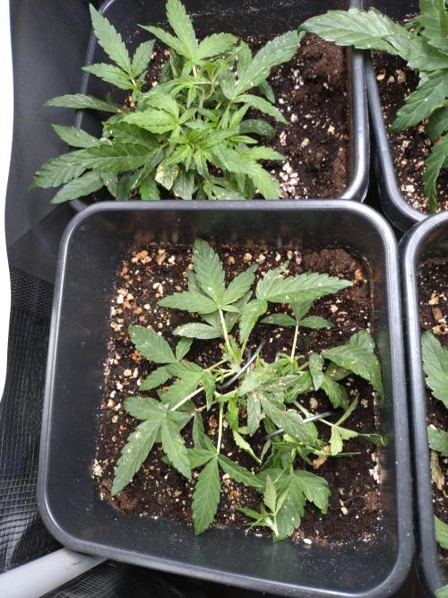 Epsilon F1 Royal Queen Seeds. Week 6
