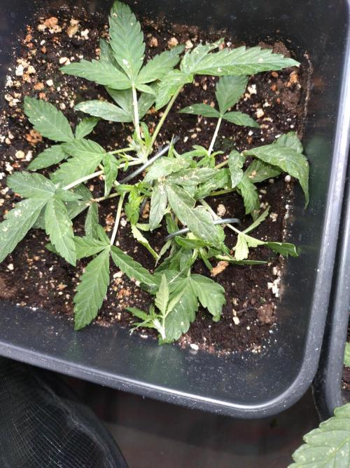 Epsilon F1 Royal Queen Seeds. Week 6