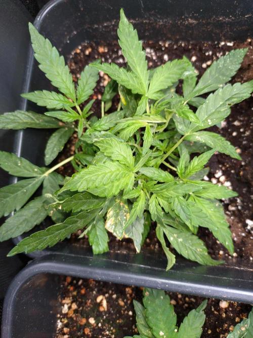 Epsilon F1 Royal Queen Seeds. Week 6