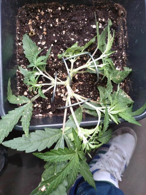 Chaos Cake Auto. Week 5