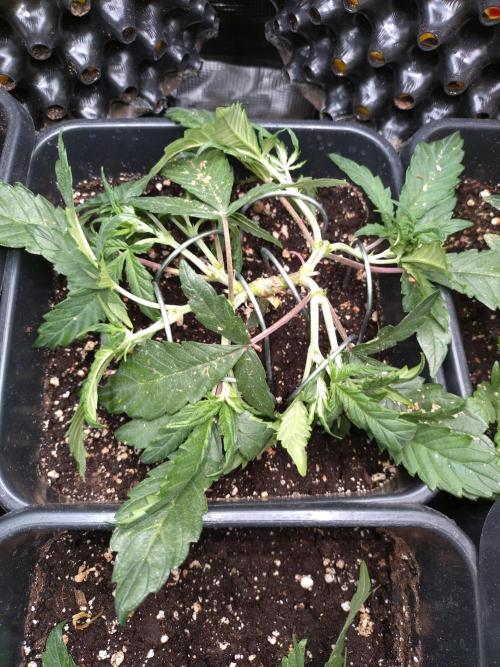 Big Bud Auto Fastbuds. Week 6