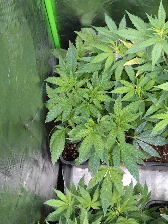 Lemonpaya Pheno #1 Fastbuds. Week 11