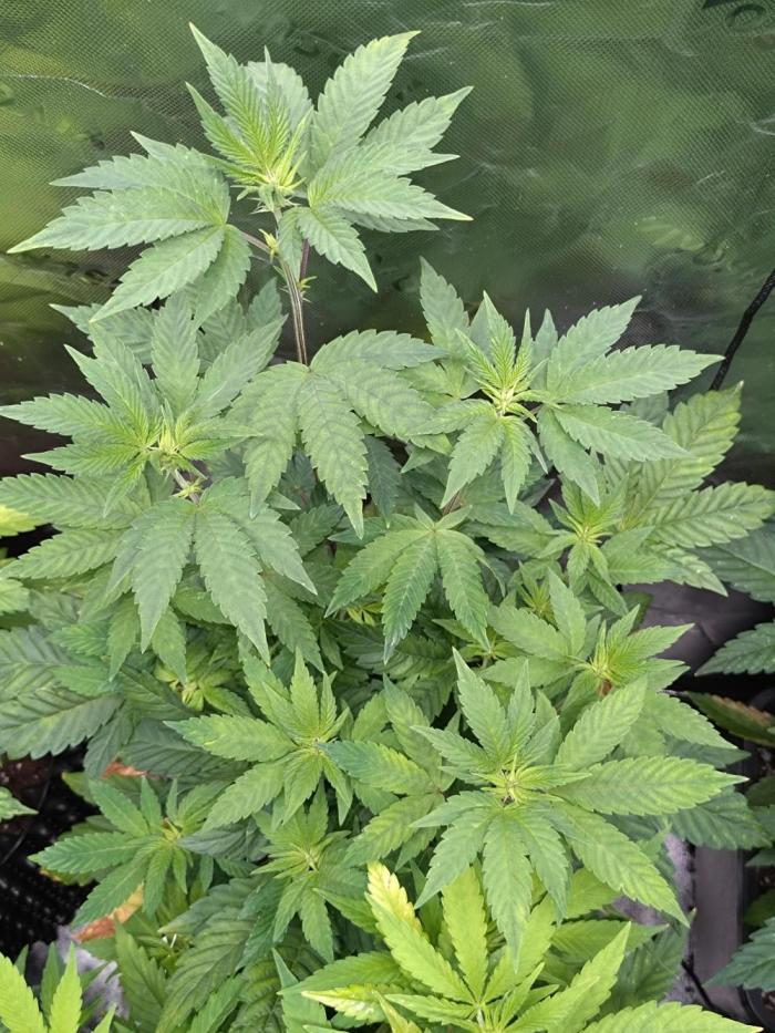 Green Gelato P#1 Royal Queen Seeds. Week 11