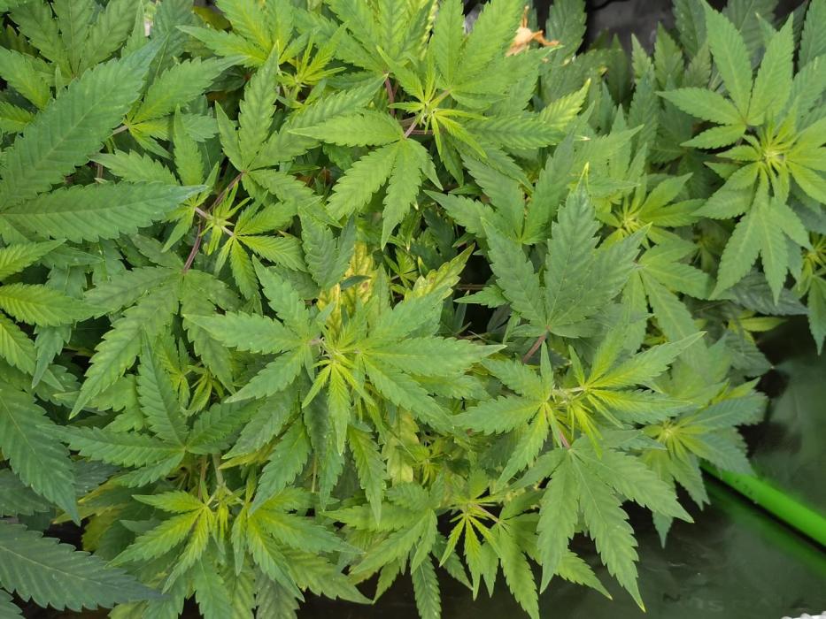 Gelato 44 Tyson 2.0 x RQS. Week 11