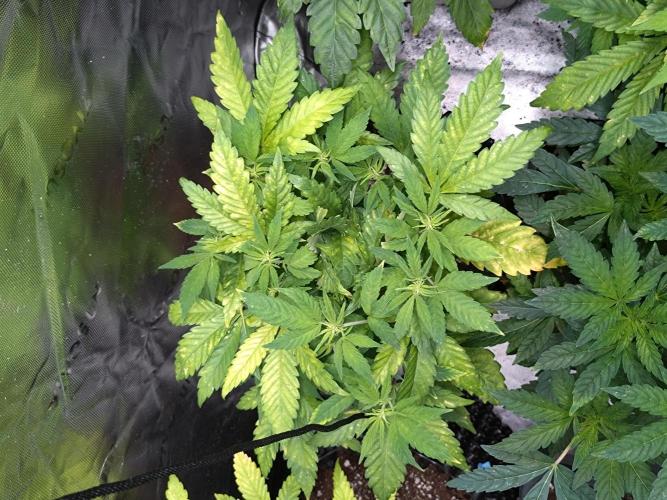 Euphoria. Week 11