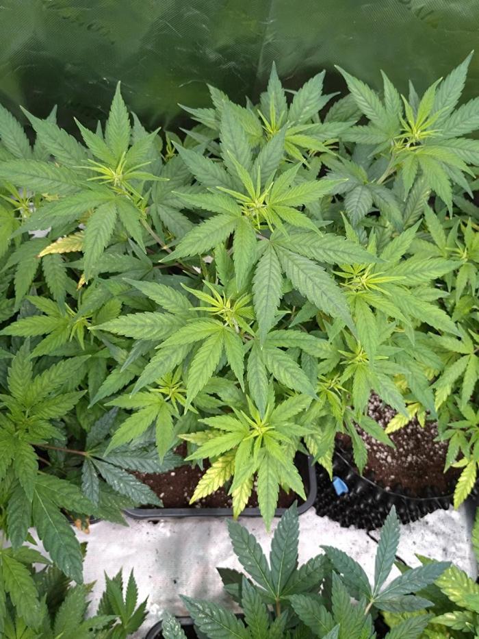 Lemon Cherry Gelato P#2 Barneys Farm. Week 11