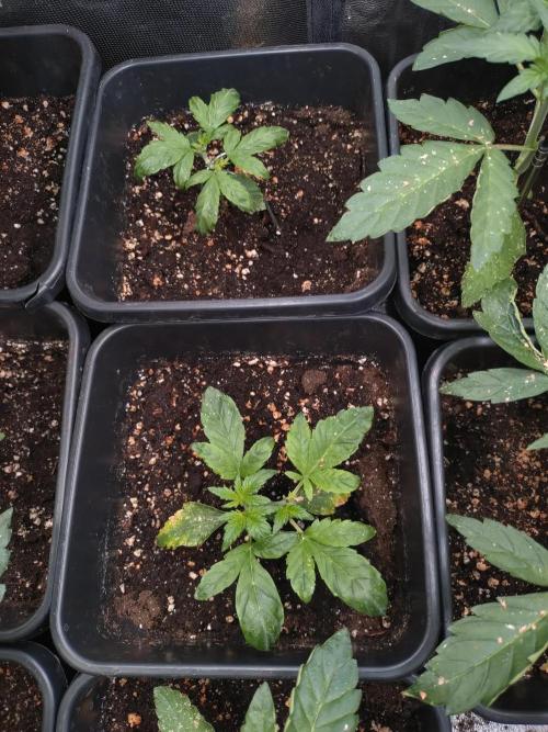 Sweet ZZ Auto Royal Queen Seeds. Week 4
