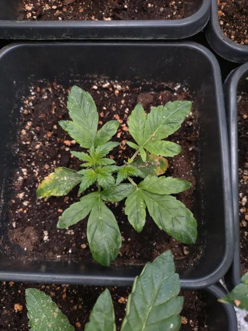 Sweet ZZ Auto Royal Queen Seeds. Week 4