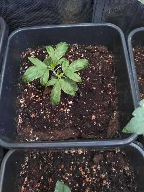 Sweet ZZ Automatic . Week 4