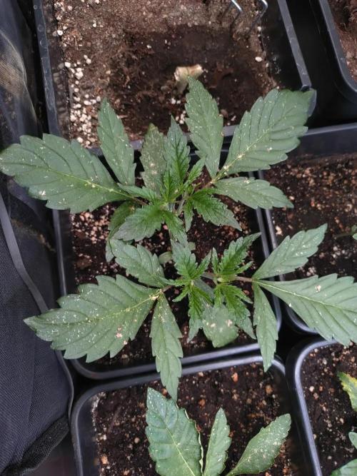 Outdoor Apricot Auto Fastbuds. Week 4