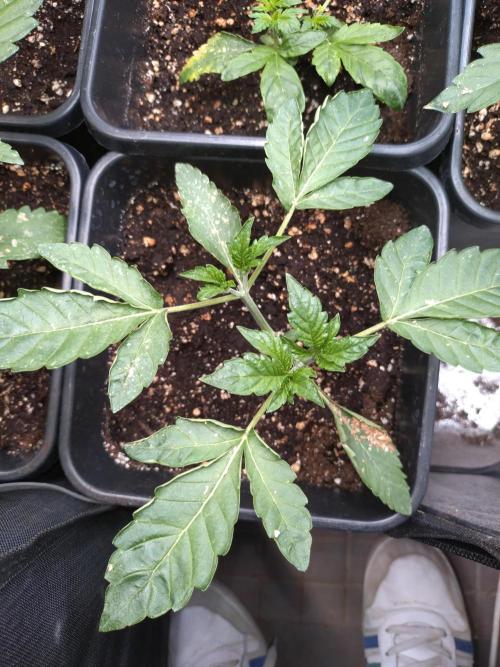 Outdoor Godfather OG Auto Zamnesia. Week 4