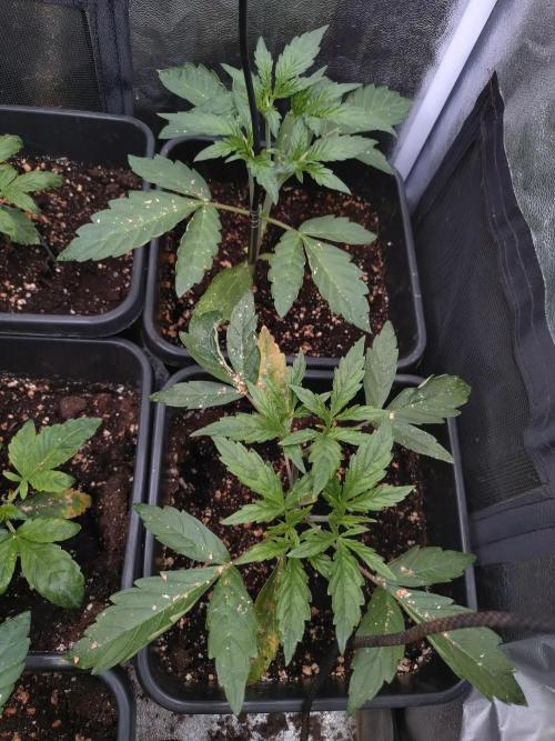 Purplematic CBD. Week 4