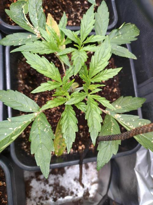 Outdoor Purplematic CBD RoyalQueenSeeds. Week 4