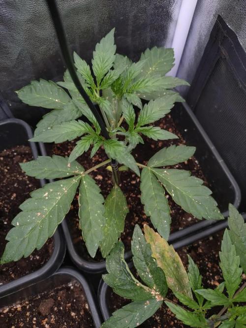 Purplematic CBD. Week 4