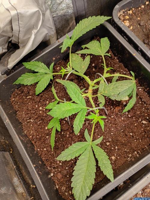 Strawberry Gorilla Auto RF3 Fastbuds. Week 5