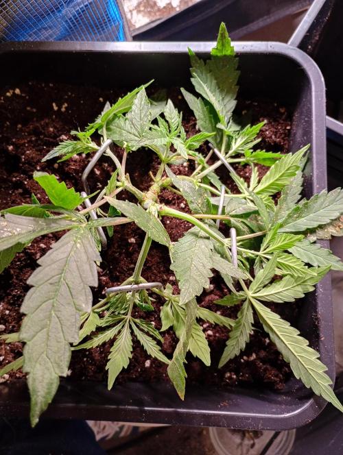 Chaos Cake Auto. Week 5