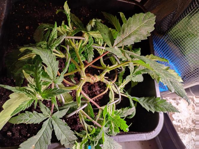 Big Bud Auto Fastbuds. Week 6
