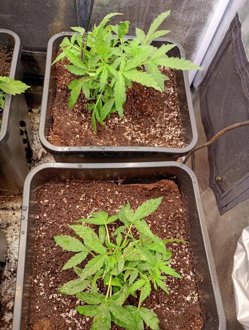 Epsilon F1 Royal Queen Seeds. Week 6
