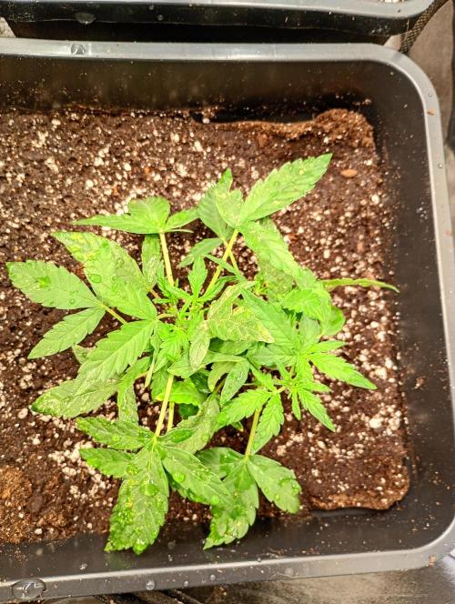 Epsilon F1 Royal Queen Seeds. Week 6