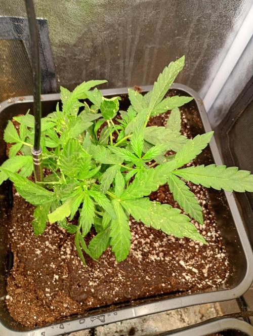 Epsilon F1 Royal Queen Seeds. Week 6